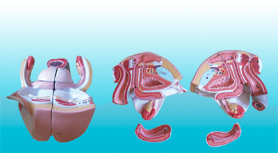 Mô hình bộ phận sinh dục nữ